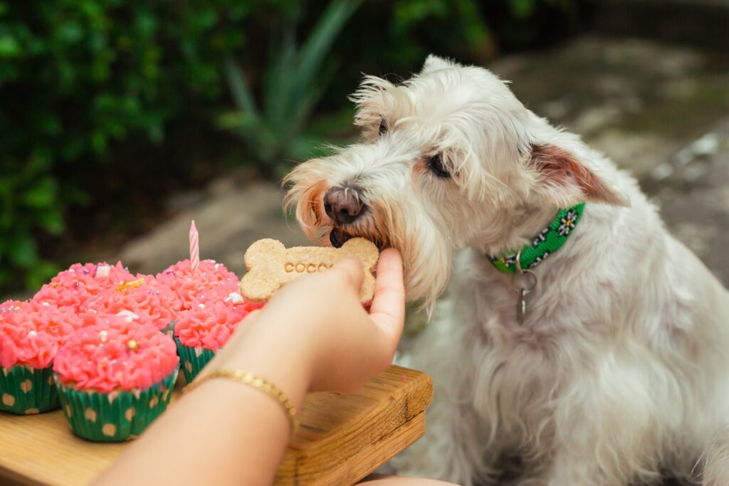 How To Start A Dog Treat Business At Home In 2024
