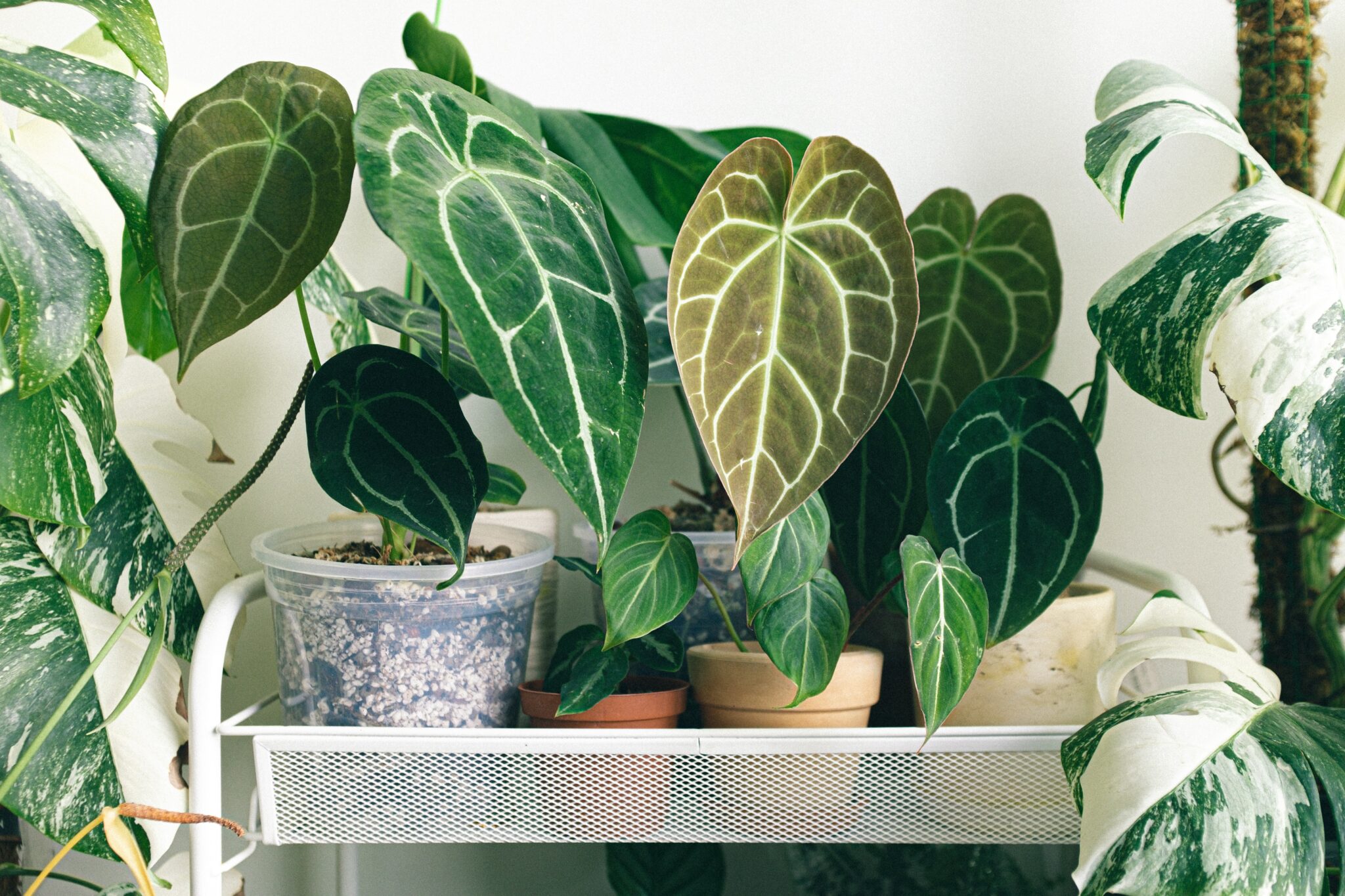 How To Make Money Selling Houseplants From Home